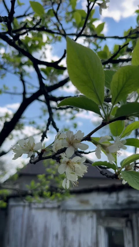 Selective focus delicate plum flowers in bloom Stockbeeldmateriaal 334329877