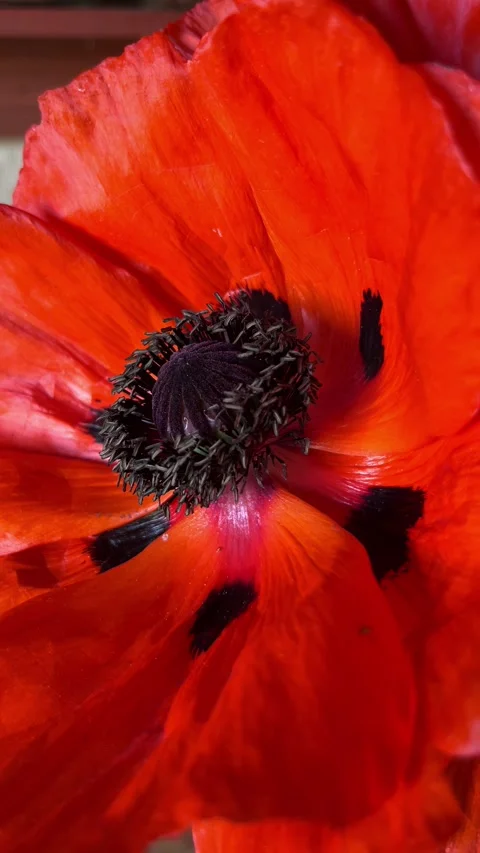 Selective focus delicate poppy texture and floral beauty Stock Footage 335589892