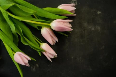 Selective focus, delicate Tulip on a colored background Stock Photos