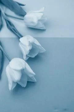 Selective focus, delicate Tulip on a colored background Stock Photos