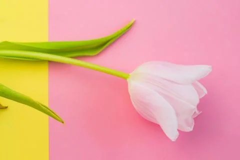 Selective focus, delicate Tulip on a colored background Stock Photos