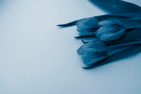 Selective focus, delicate Tulip on a colored background Foto stock
