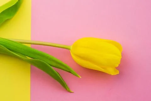 Selective focus, delicate Tulip on a colored background Stock Photos