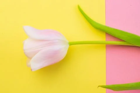 Selective focus, delicate Tulip on a colored background Stock Photos