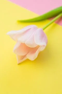 Selective focus, delicate Tulip on a colored background Stock Photos