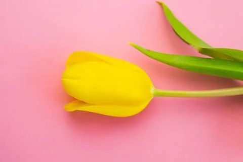 Selective focus, delicate Tulip on a colored background Stock Photos