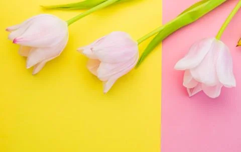 Selective focus, delicate Tulip on a colored background Stock Photos