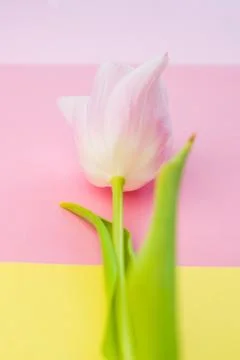 Selective focus, delicate Tulip on a colored background Stock Photos