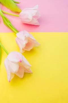Selective focus, delicate Tulip on a colored background Stock Photos
