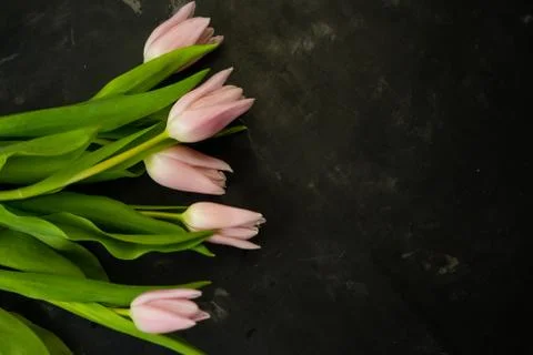 Selective focus, delicate Tulip on a colored background Stock Photos