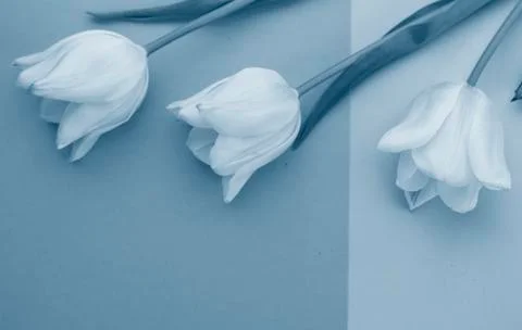 Selective focus, delicate Tulip on a colored background Foto stock