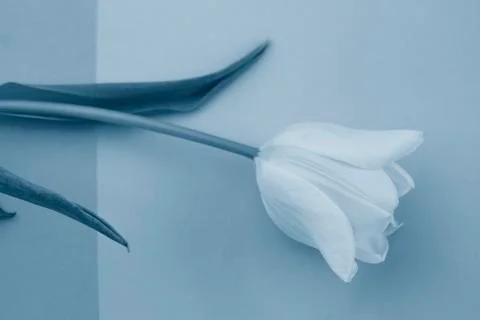 Selective focus, delicate Tulip on a colored background Stock Photos