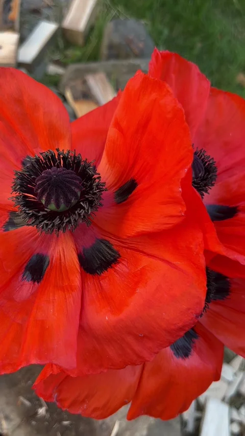 Selective focus detailed poppy pollen and stamen texture Stock Footage 335589953