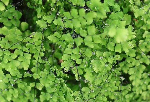 Selective focus of dew drops on branch  Maidenhair Fern Stock-Fotos