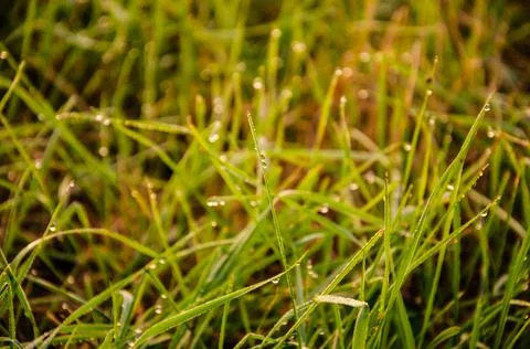 Selective focus dew on green grass in the early morning. Nature Background. Stock Photos