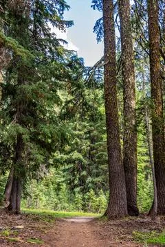 Selective focus on a dirt path leading through tall coniferous forest trees. Foto stock