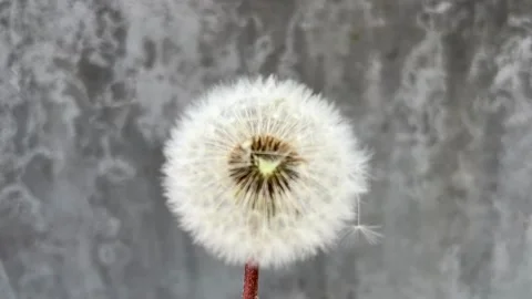 Selective focus diverse dandelion seeds floating in air Stock Footage 334328615