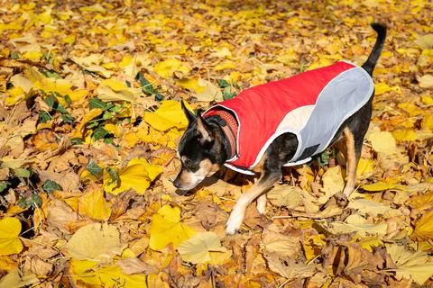 Selective focus dog exploring autumn leaves in red jacket. Stock Photos