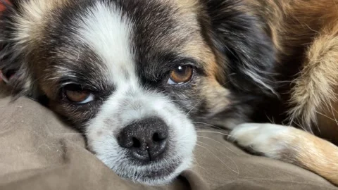 Selective focus dog falling asleep close-up on cozy blanket Stockbeeldmateriaal 334326835