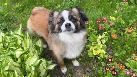 Selective focus dog in garden among green grass Stock Footage 334328789