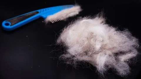 IN selective focus of dog hair fallen after grooming,on black background,show Stock Photos