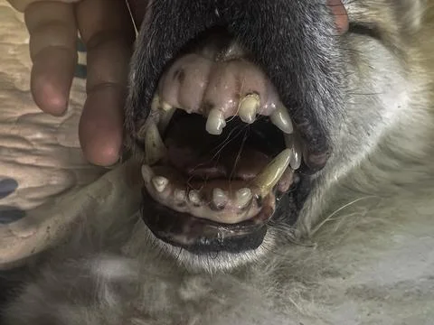 In selective focus of dog teeth problem,plaque,,sign of disease, 스톡 사진