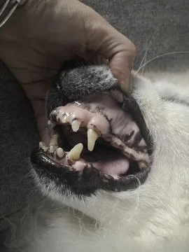 In selective focus of dog teeth problem,plaque,,sign of disease, Stock-Fotos