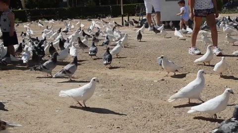 Selective focus on doves and tourists feeding them Stock Footage 139109441