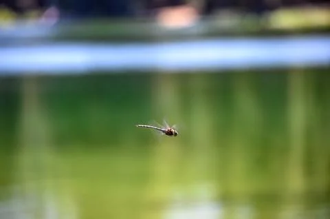 Selective focus on a dragonfly in motion over a glassy lake. Foto stock