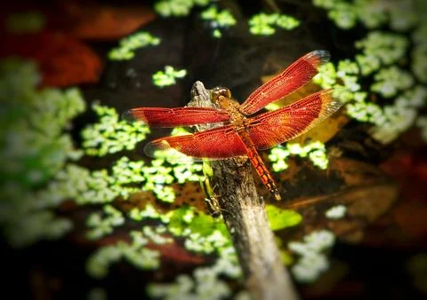 Selective focus of dragonfly perched on a dry branch in a pool Foto stock