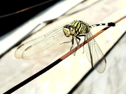 Selective focus of a dragonfly perches on a wire Stock Photos