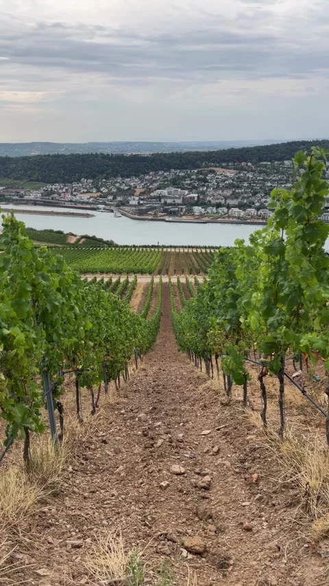 Selective focus dramatic vineyard slopes descending toward the rhine Stock Footage 345150546