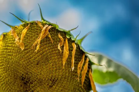 Selective focus on drooping sunflower head after petals have wilted Foto stock