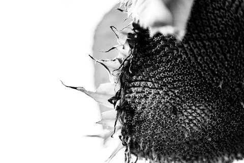 Selective focus on drooping sunflower head after petals have wilted Stock Photos