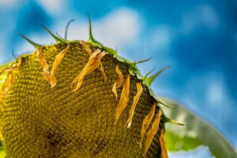 Selective focus on drooping sunflower head after petals have wilted Foto stock