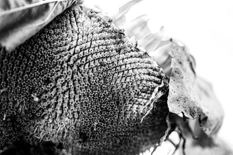 Selective focus on drooping sunflower head after petals have wilted Foto stock