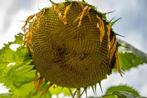 Selective focus on drooping sunflower head after petals have wilted Stock Photos