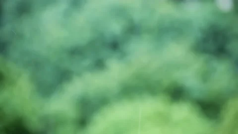 Selective focus on drops summer rain on blurred background green trees in rain 库存影片 132081616