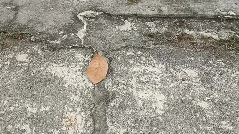 Selective focus on dry leaf on the cement floor Stock Footage 162230702