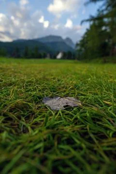 A selective focus of a dry leaf on green grass against out of blurred mountai Stock Photos