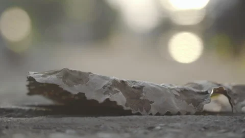 Selective focus on dry leaf on the ground, little ant walking Stock Footage 152801810