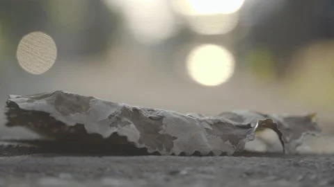 Selective focus on dry leaf on the sidewalk,  carried by the wind Stock Footage 152801755