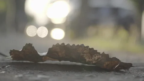 Selective focus on dry leaf on the sidewalk, unfocused person walks behind the l Stock Footage 152801804