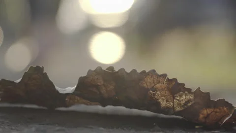 Selective focus on dry leaf on the sidewalk, unfocused person walks behind the l Stock Footage 152801849