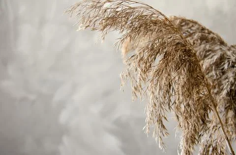 Selective focus dry reed on gray background. Reed stems with seeds. Stock Photos