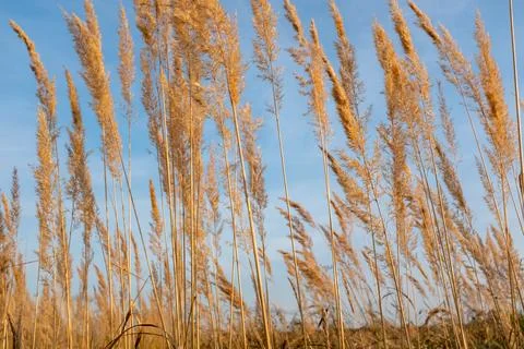 Selective focus dry spikelets field on the sky background.. Stock Photos