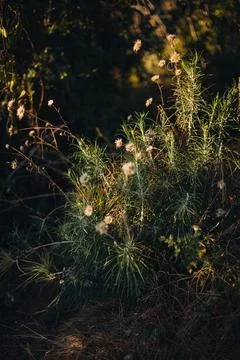 Selective focus on dry stems of grass in evening light, close up Stock Photos