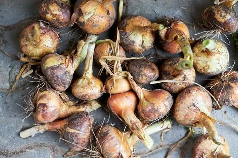 Selective focus on drying onions. Summertime. Close up Stock Photos