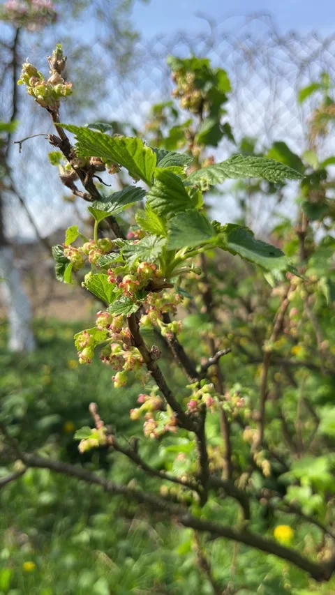 Selective focus early currant fruit set in spring garden Stock Footage 334328421