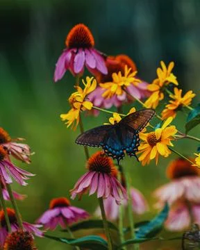 Selective Focus of Eastern Tiger Swallowtail on Yellow Flowers - 1 Stock Photos